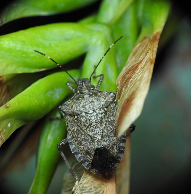 Halyomorpha halys - ázsiai márványospoloska