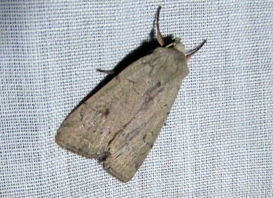 Xestia castanea michaeli - csarabos fűbagoly