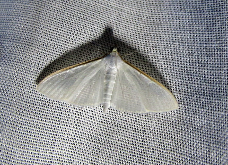 Palpita vitrealis - hófehér tűzmoly