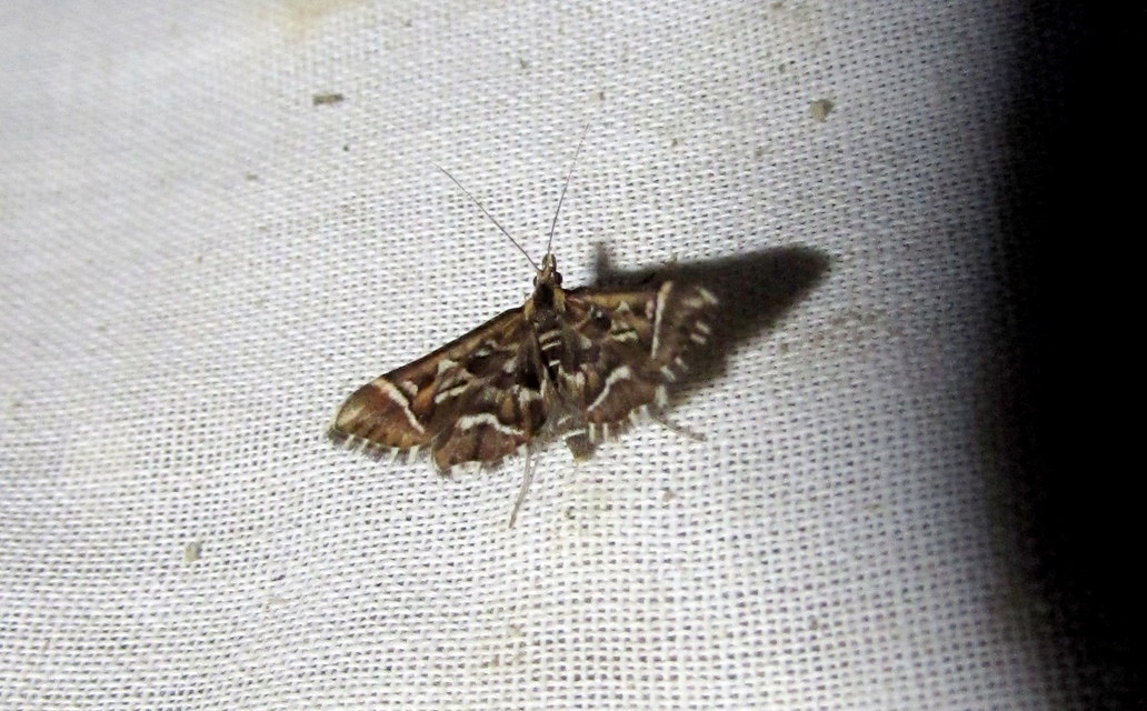 Diasemia reticularis - betűmintás tűzmoly