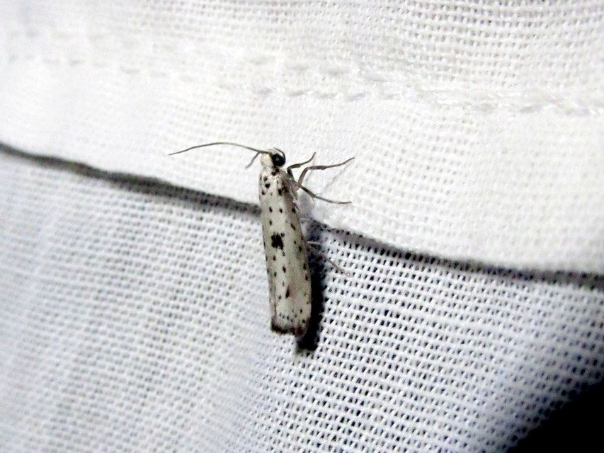 Yponomeuta plumbella - pókhálós bengemoly