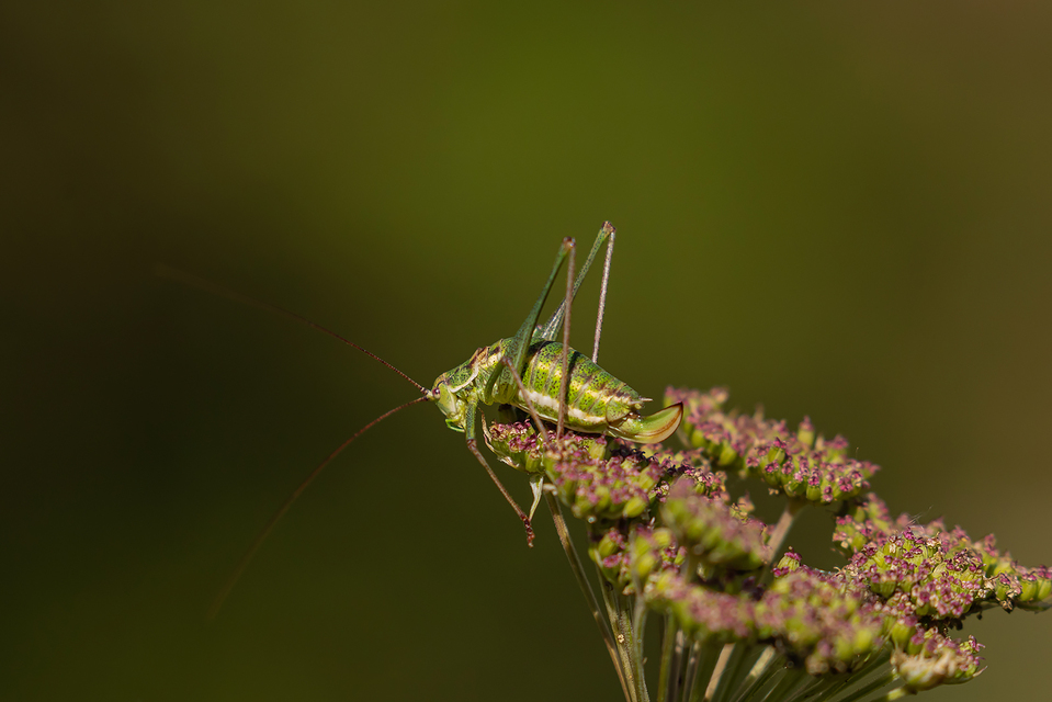 Leptophyes albovittata - közönséges virágszöcske