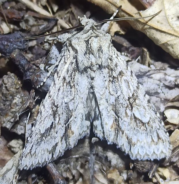 Meganephria bimaculosa - kétfoltos szilbagoly