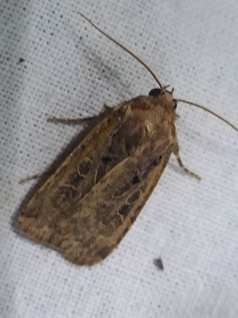 Chersotis rectangula - barna földibagoly