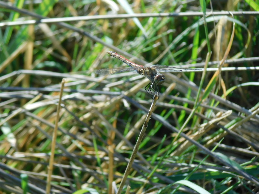 Sympetrum vulgatum - barkós katona-szitakötő