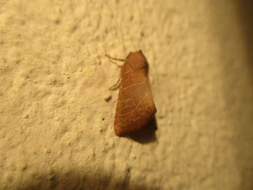 Atethmia ambusta - körtebagoly