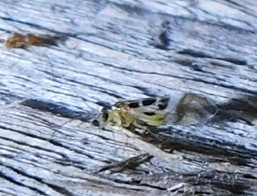 Graphopsocus cruciatus