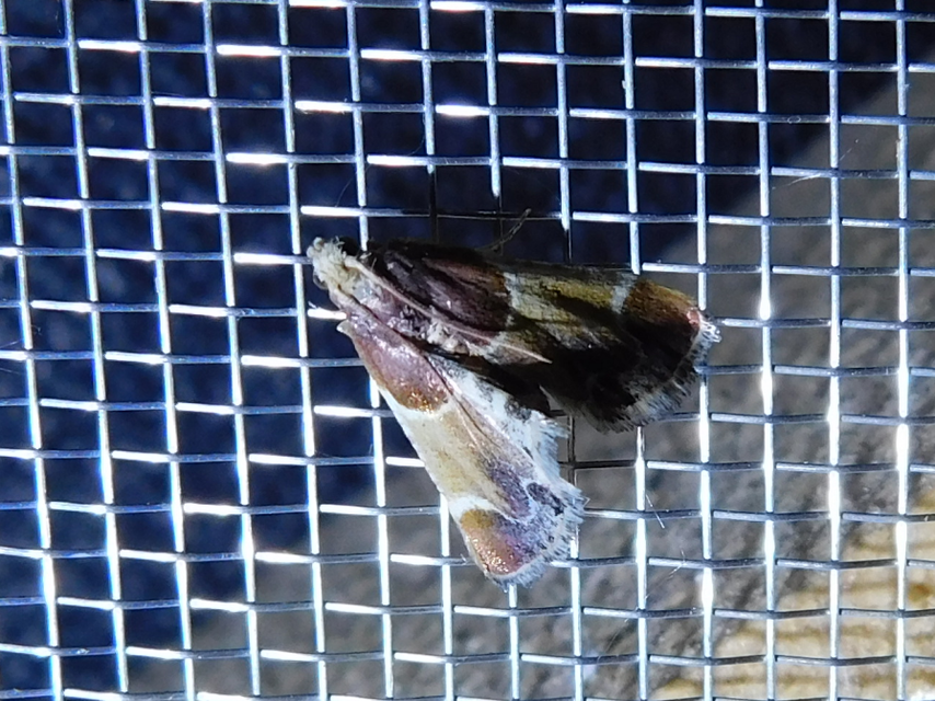 Pyralis farinalis - lisztilonca
