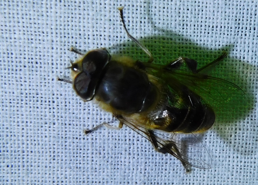 Eristalis tenax - közönséges herelégy