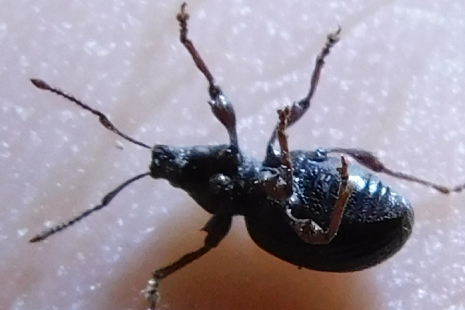 Otiorhynchus ovatus - apró gyalogormányos
