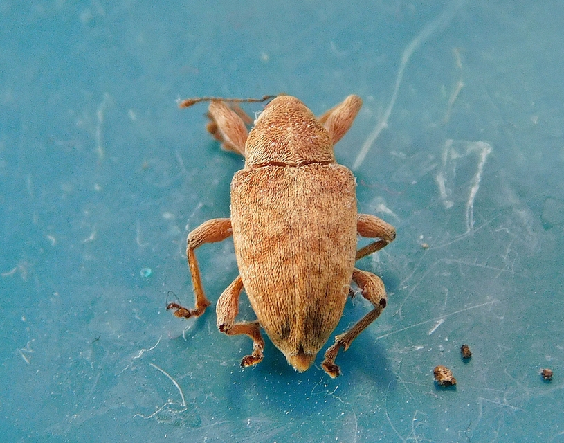 Curculio propinquus - halvány zsuzsóka