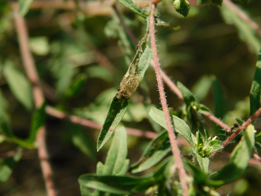 Ophraella communa - parlagfű-olajosbogár
