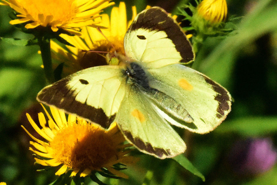Colias erate - csángó-kéneslepke