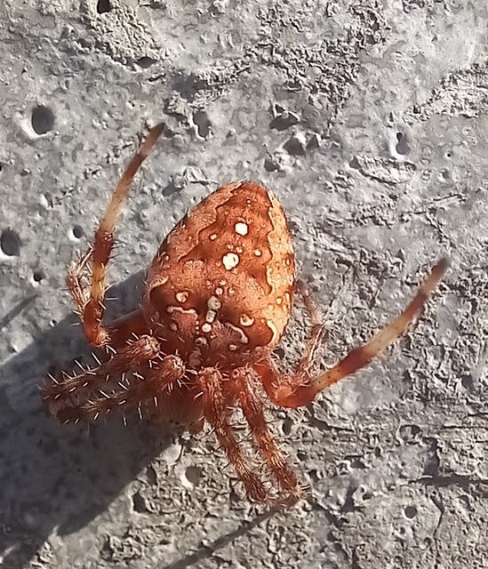 Araneus diadematus - koronás keresztespók Araneus diadematus - koronás keresztespók
