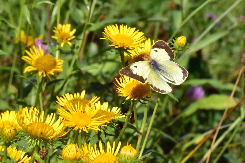 Colias erate - csángó-kéneslepke