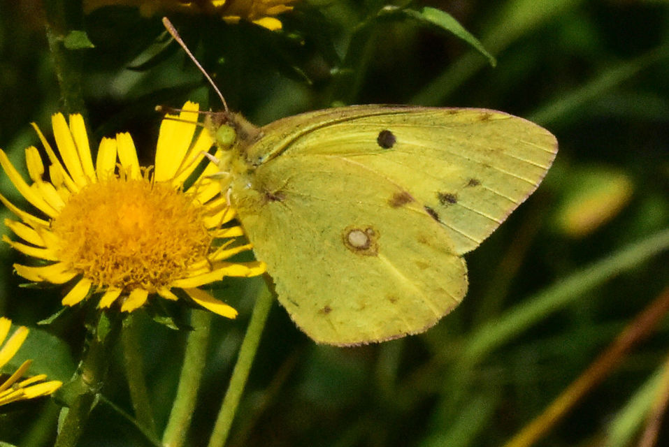 Colias erate - csángó-kéneslepke