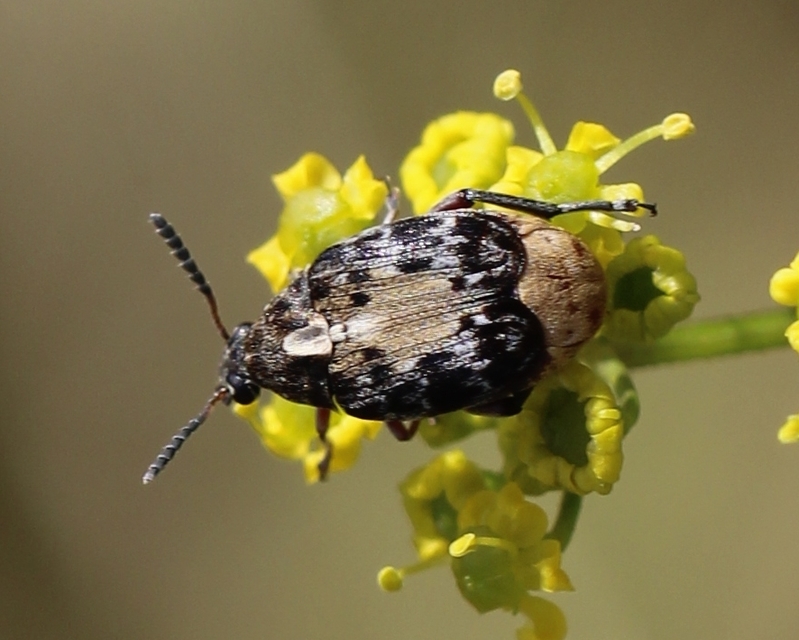 Megabruchidius dorsalis - foltoshátú lepényfazsizsik