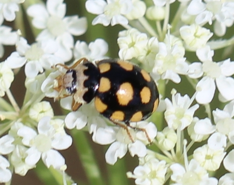 Coccinula quatuordecimpustulata - feketesárga katóka