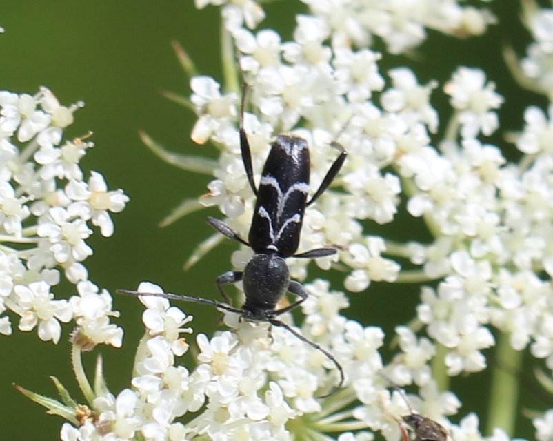 Chlorophorus sartor - feketevállú darázscincér