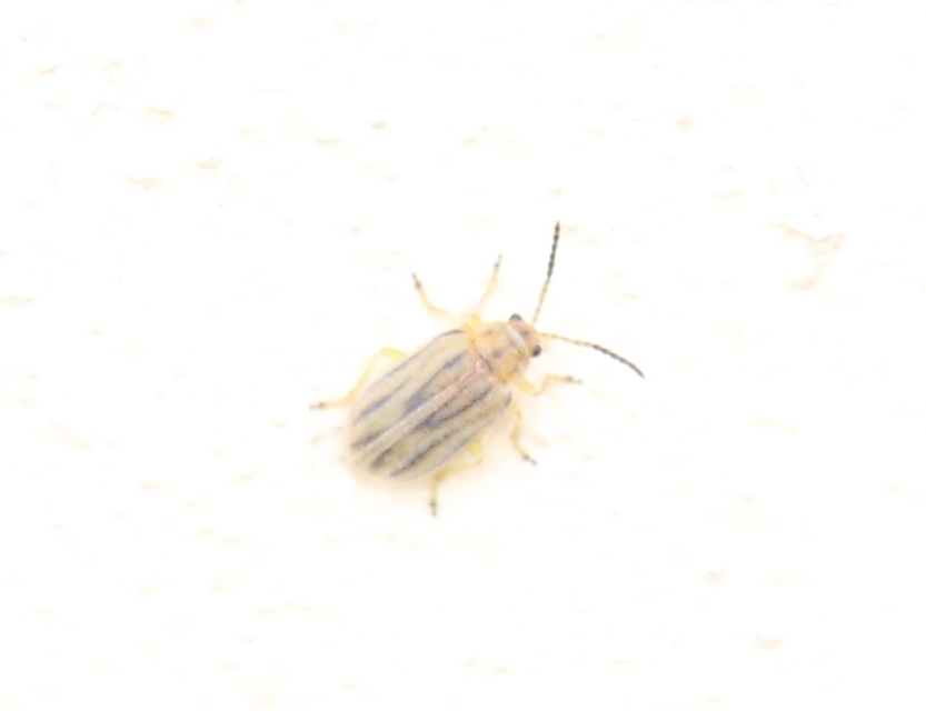 Ophraella communa - parlagfű-olajosbogár