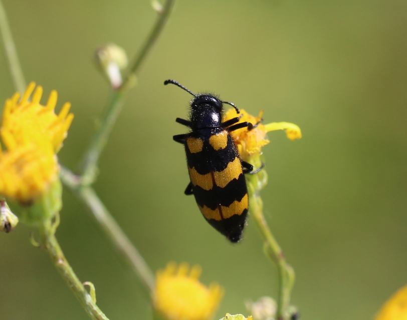 Mylabris variabilis - szalagos hólyaghúzó Mylabris variabilis - szalagos hólyaghúzó