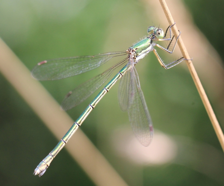 Lestes virens vestalis - kis rablószitakötő