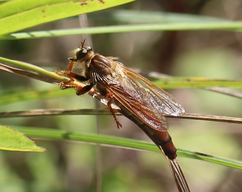 Stenopogon sabaudus