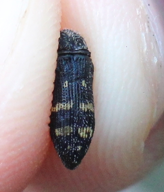 Acmaeoderella flavofasciata - sárgacsíkos zömökdíszbogár