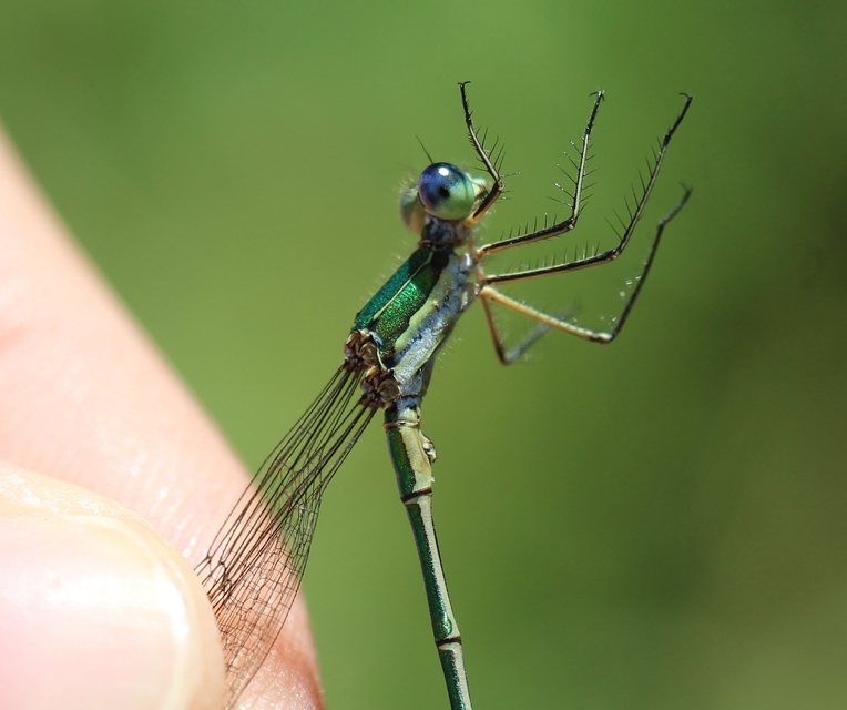Lestes virens vestalis - kis rablószitakötő