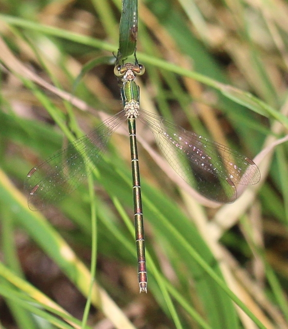Lestes virens vestalis - kis rablószitakötő