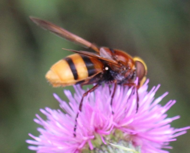 Volucella zonaria - kétöves pihelégy Volucella zonaria - kétöves pihelégy