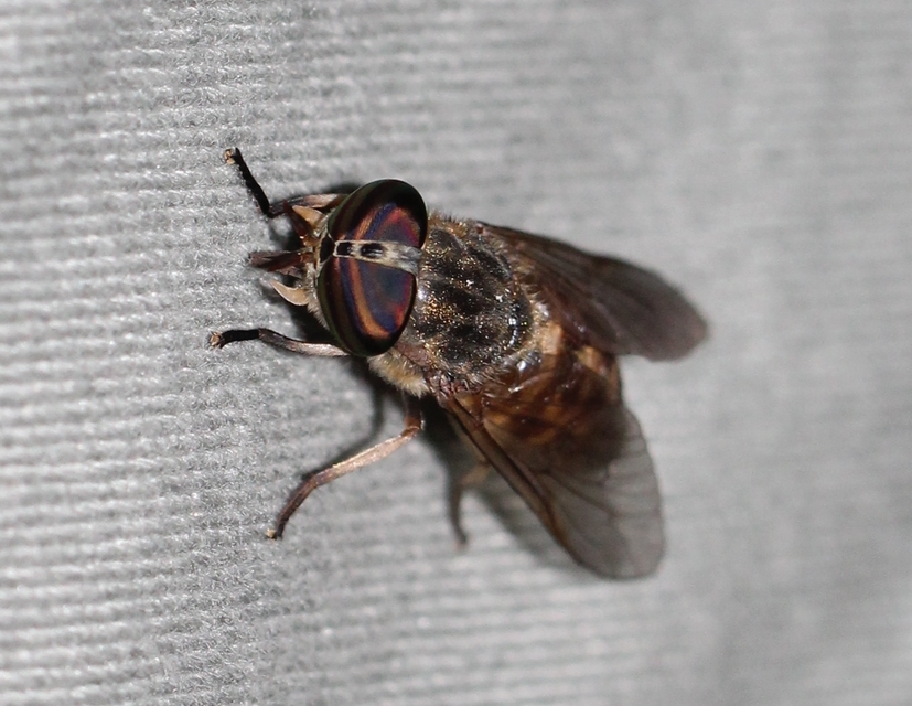 Tabanus