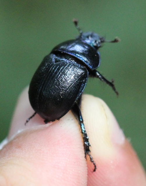 Anoplotrupes stercorosus - erdei álganéjtúró