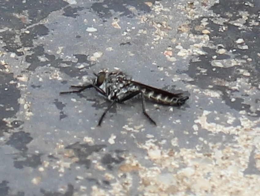Tolmerus atripes