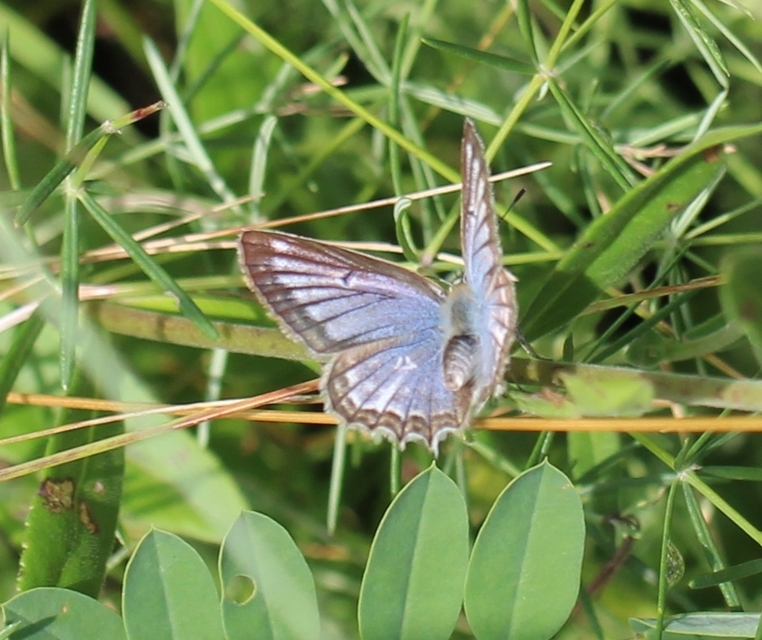 Polyommatus daphnis - csipkés boglárka