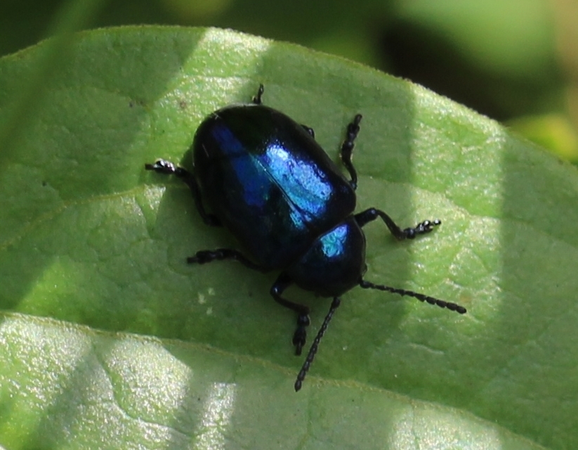 Chrysochus asclepiadeus - tündöklő méreggyiloklevelész