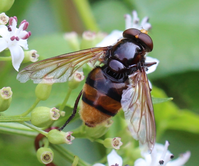 Volucella zonaria - kétöves pihelégy Volucella zonaria - kétöves pihelégy
