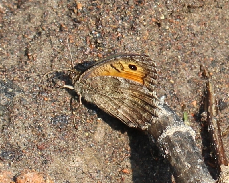 Arethusana arethusa - közönséges szemeslepke