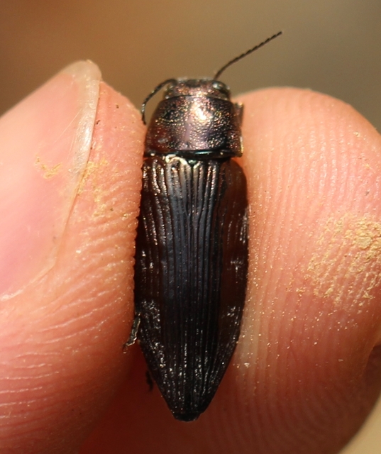 Buprestis haemorrhoidalis - foltosfejű díszbogár