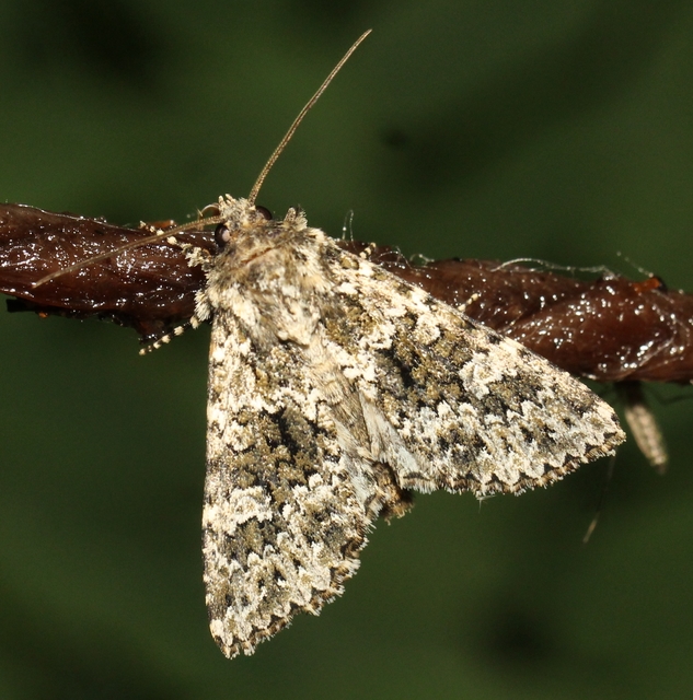 Polymixis polymita - kankalin-tarkabagoly