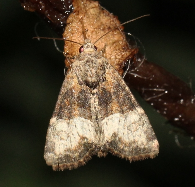 Mesoligia furuncula - kétszínű dudvabagoly