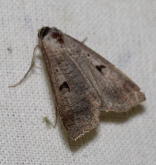 Lygephila pastinum - közönséges csüdfűbagoly