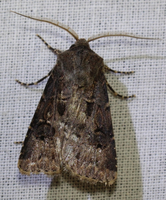 Agrotis bigramma - kétjegyű földibagoly