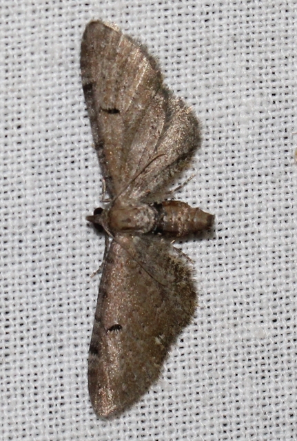 Eupithecia absinthiata - üröm-törpearaszoló