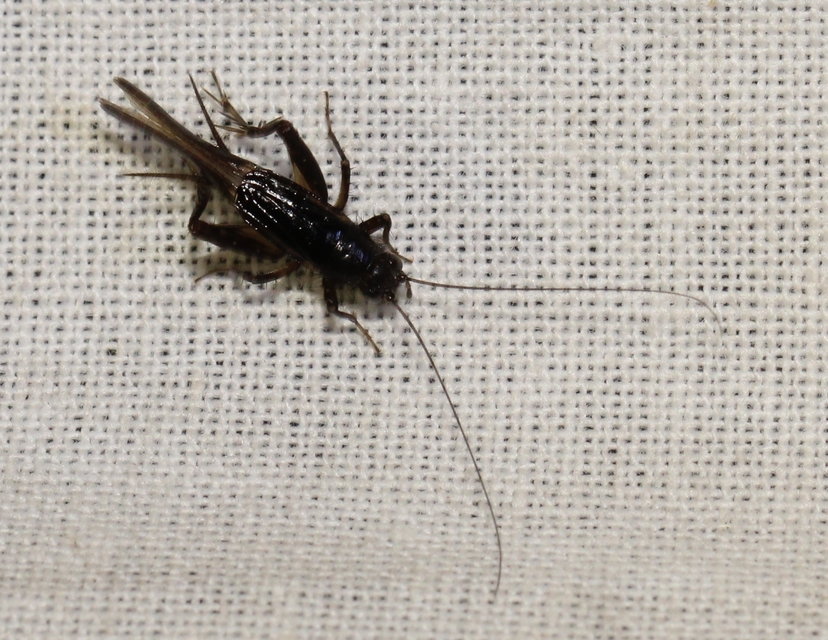 Stenonemobius bicolor ponticus - pontuszi karcsútücsök