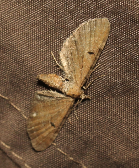 Eupithecia absinthiata - üröm-törpearaszoló
