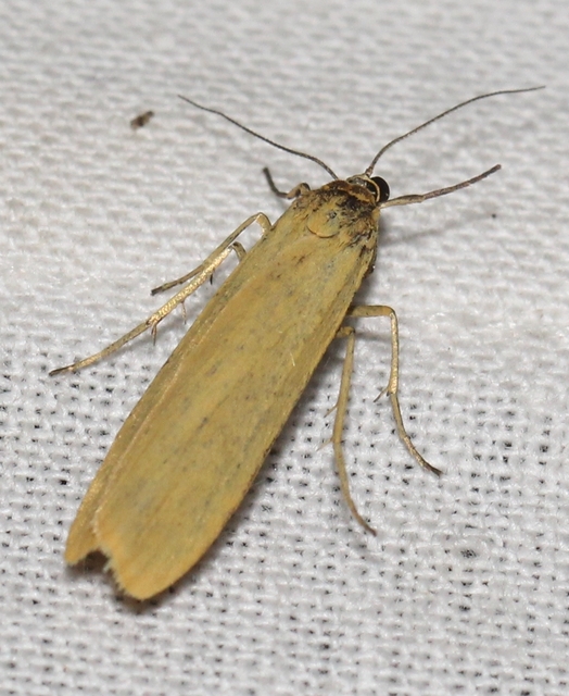 Eilema lutarella - narancsszínű zuzmószövő