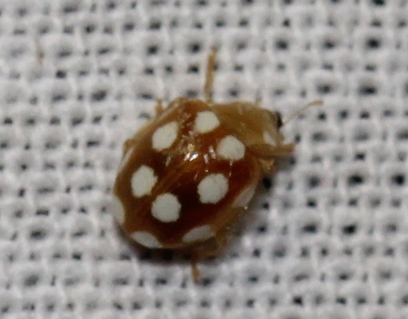 Vibidia duodecimguttata - tizenkétcseppes füsskata