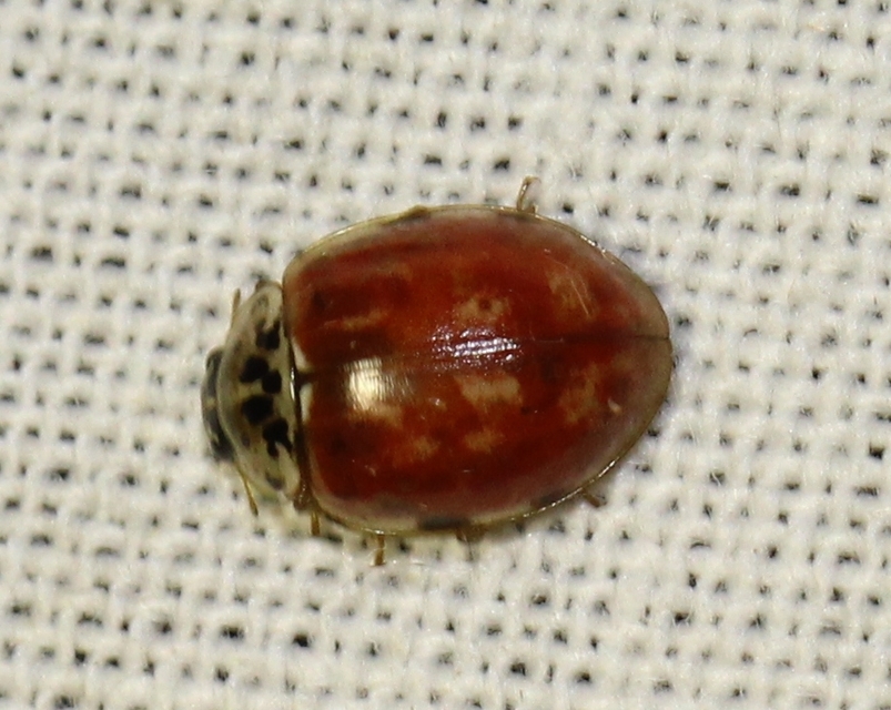 Harmonia quadripunctata - négypettyes katica