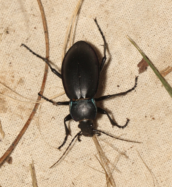 Carabus violaceus rakosiensis - rákosi kékfutrinka Carabus violaceus rakosiensis - rákosi kékfutrinka
